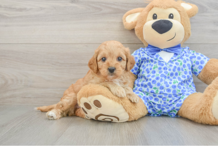 Mini Goldendoodle Puppy for Adoption