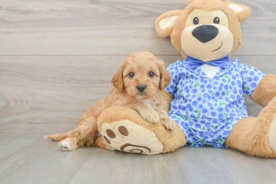 Mini Goldendoodle Puppy for Adoption