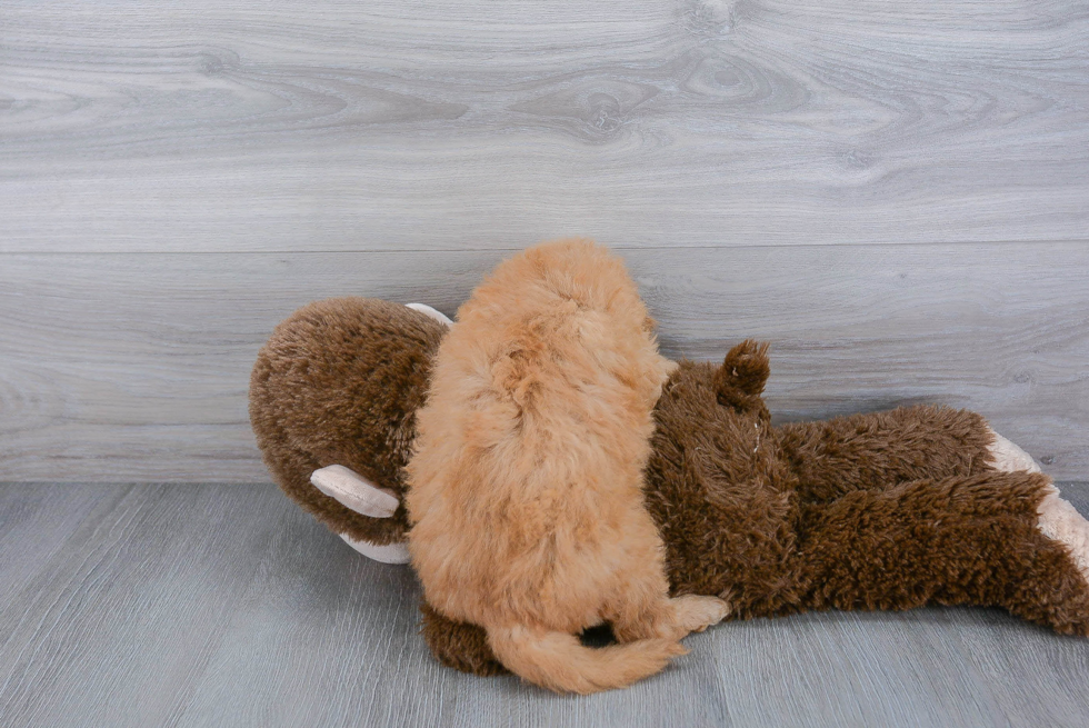 Best Mini Goldendoodle Baby