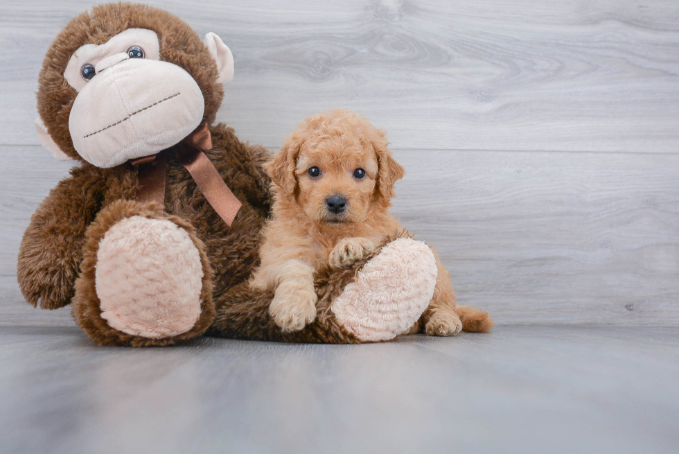 Friendly Mini Goldendoodle Baby