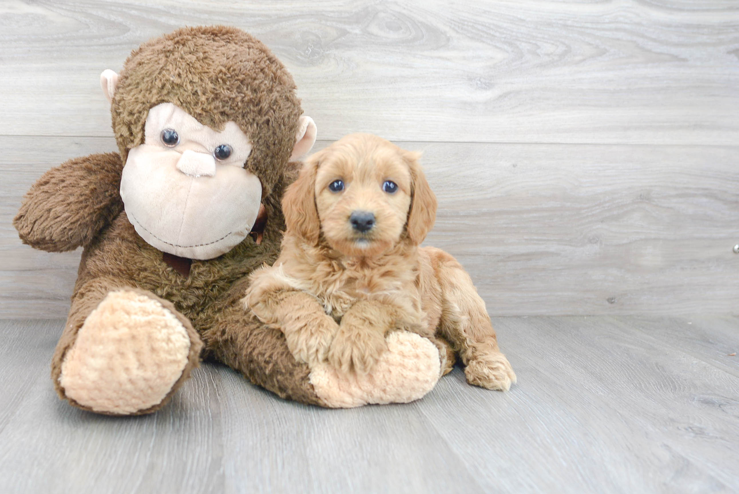 Mini Goldendoodle Puppy for Adoption