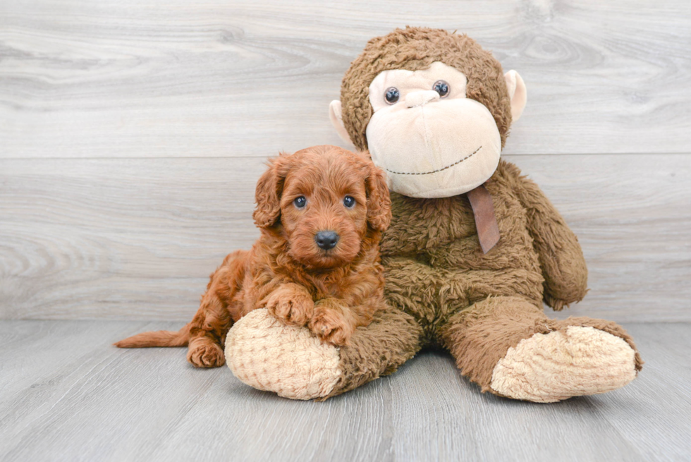 Mini Goldendoodle Puppy for Adoption