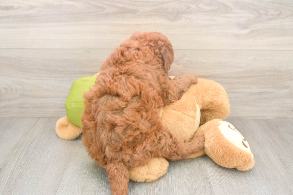 Mini Goldendoodle Puppy for Adoption