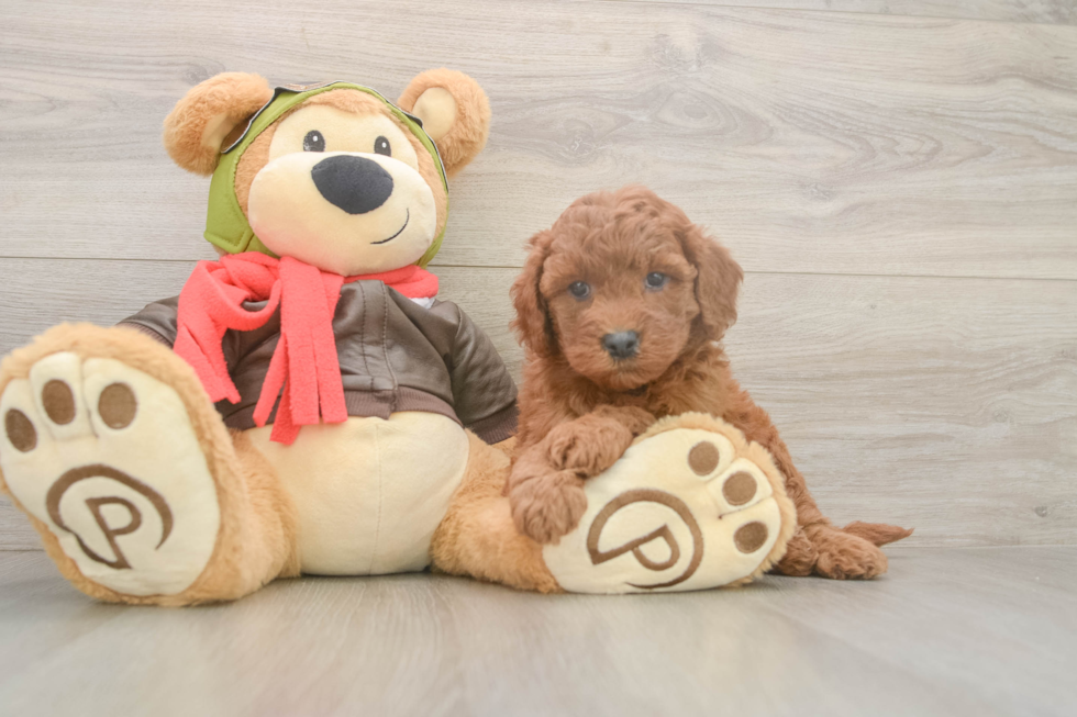 Best Mini Goldendoodle Baby