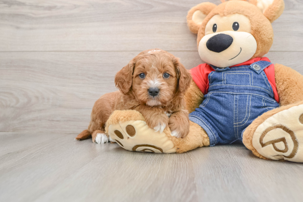 Small Mini Goldendoodle Baby