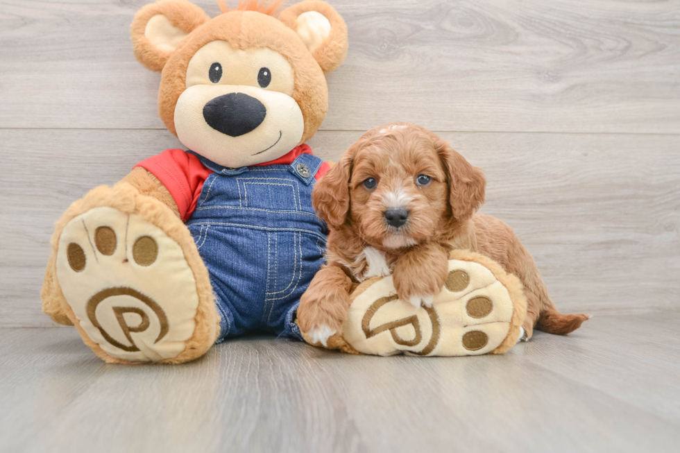 Funny Mini Goldendoodle Poodle Mix Pup