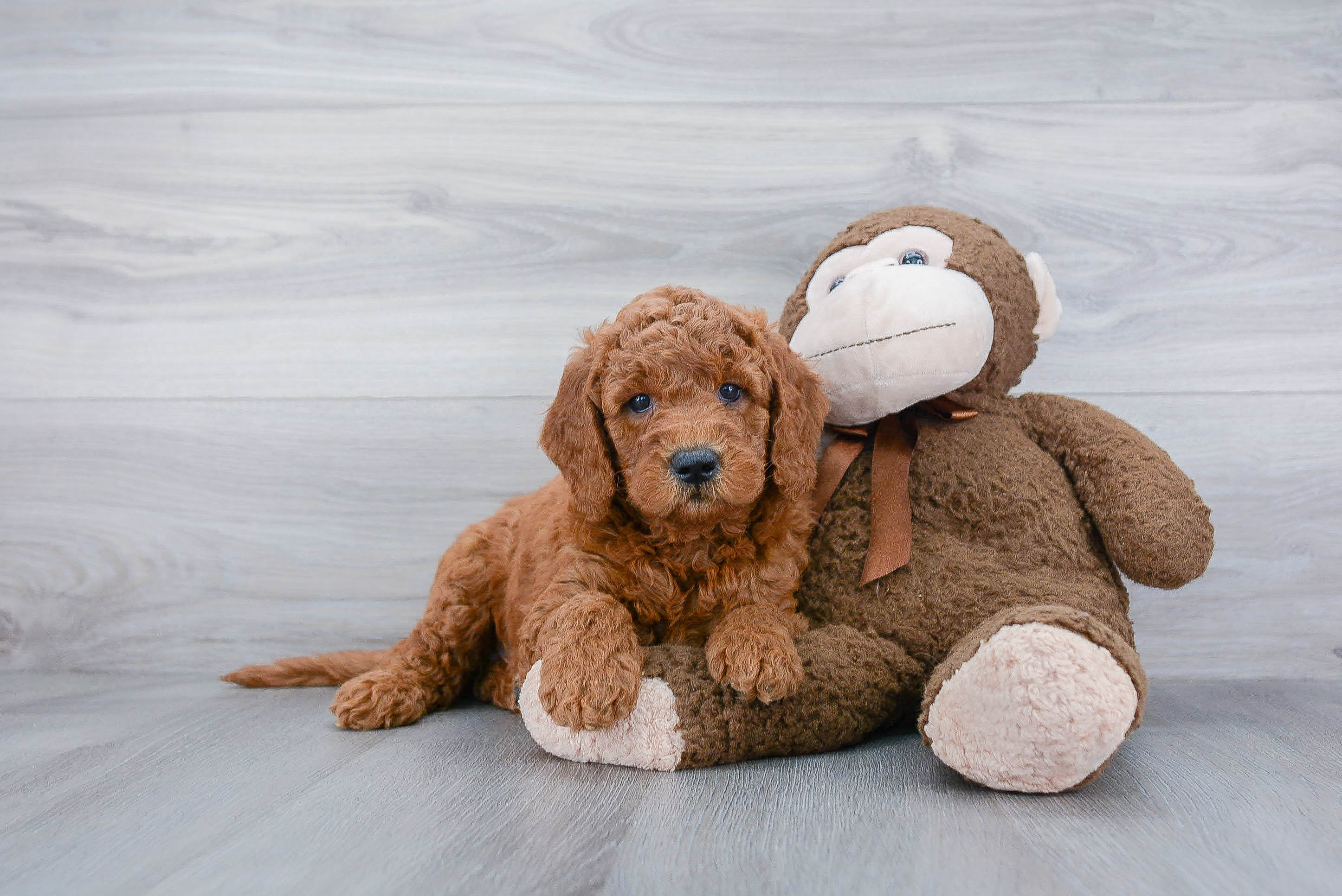 Mini Goldendoodle Pup Being Cute