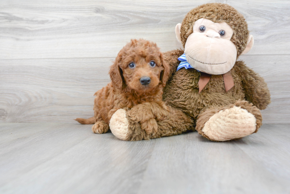 Playful Golden Retriever Poodle Mix Puppy