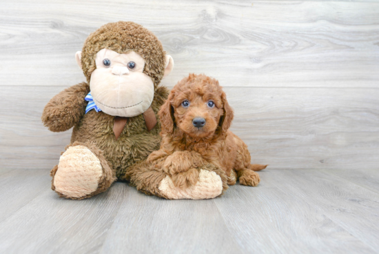 Mini Goldendoodle Puppy for Adoption