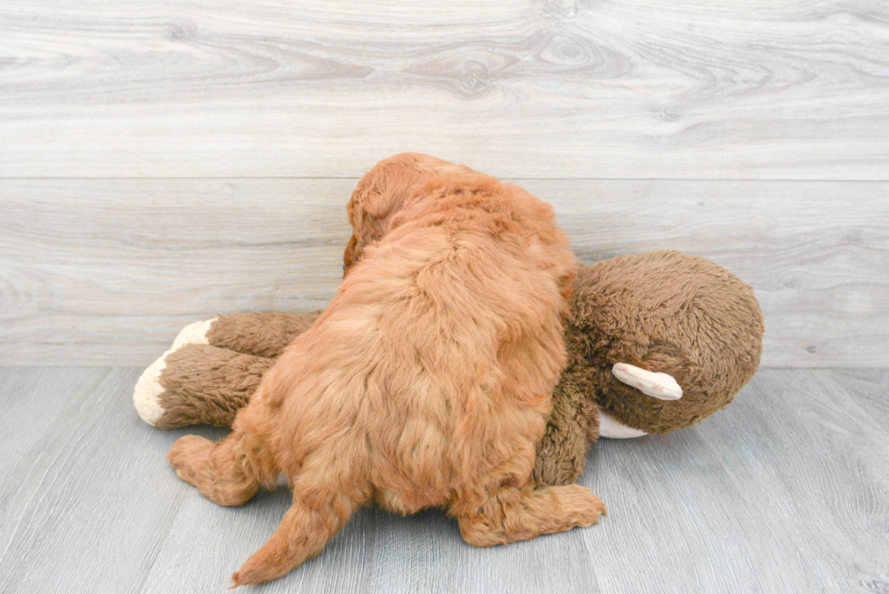 Mini Goldendoodle Puppy for Adoption