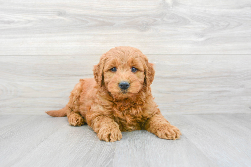 Happy Mini Goldendoodle Baby