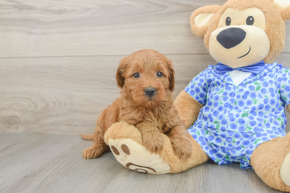 Popular Mini Goldendoodle Poodle Mix Pup
