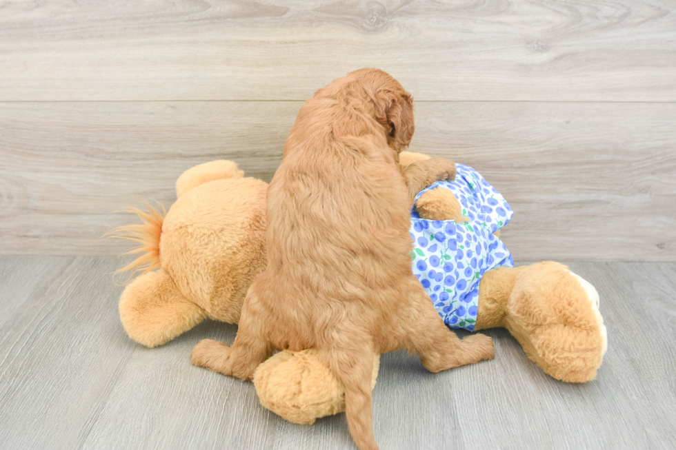 Best Mini Goldendoodle Baby
