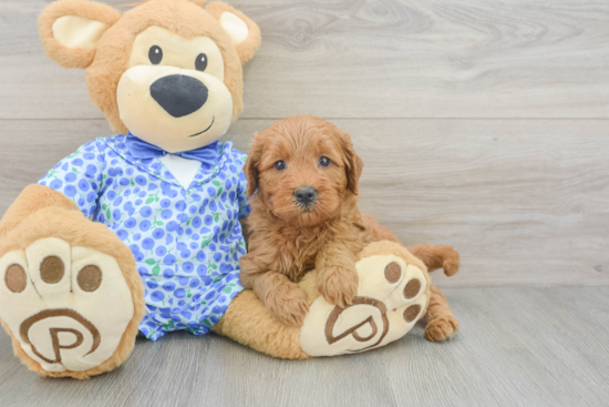 Best Mini Goldendoodle Baby