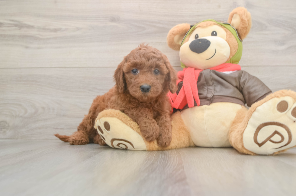 6 week old Mini Goldendoodle Puppy For Sale - Premier Pups