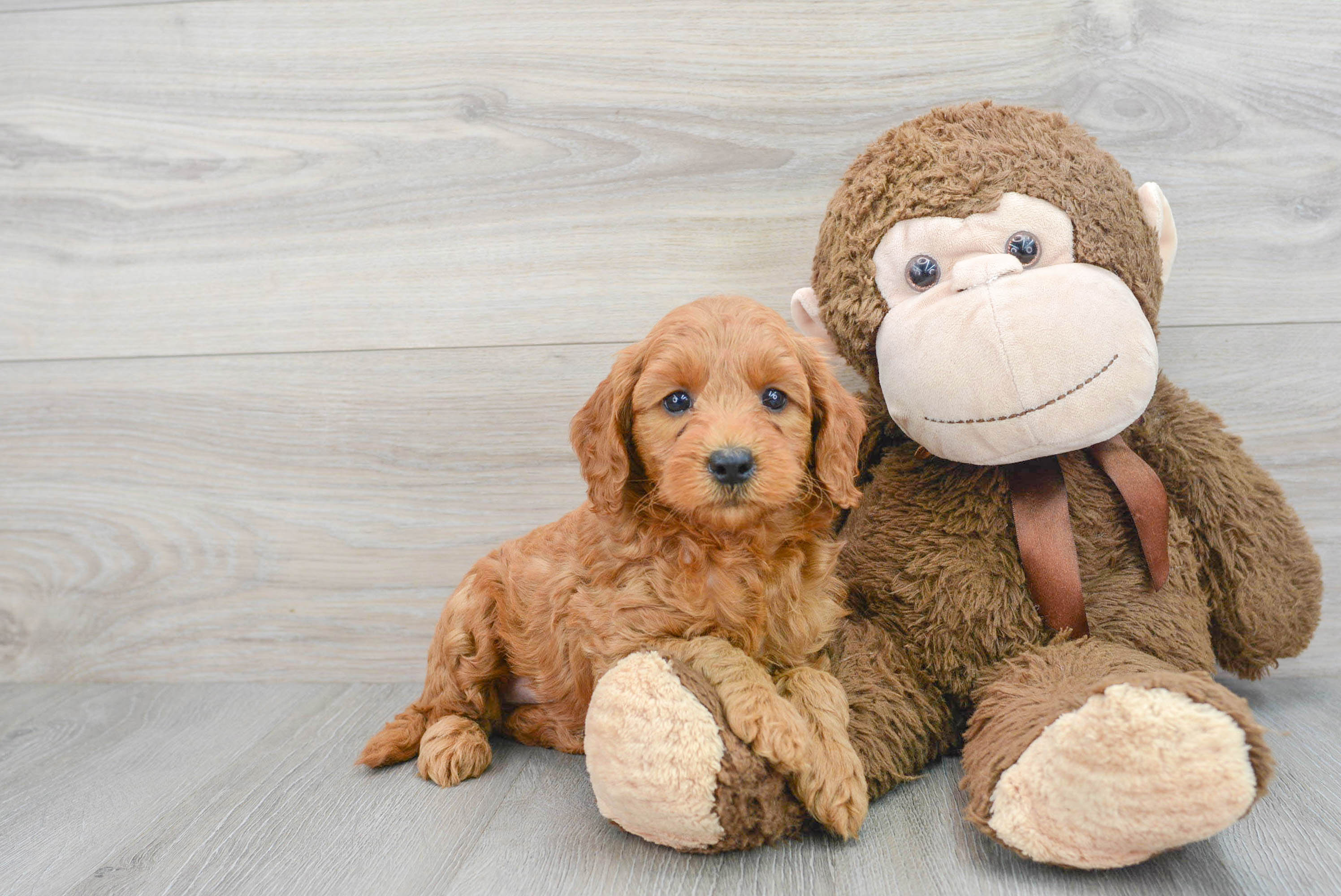 Mini Goldendoodle Puppy for Adoption