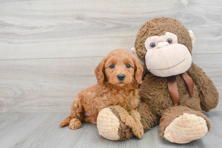 Mini Goldendoodle Puppy for Adoption