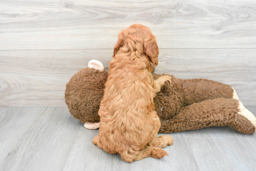 Mini Goldendoodle Puppy for Adoption
