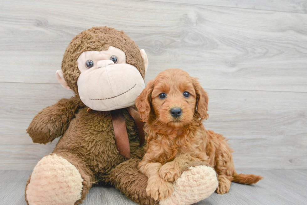 Energetic Golden Retriever Poodle Mix Puppy