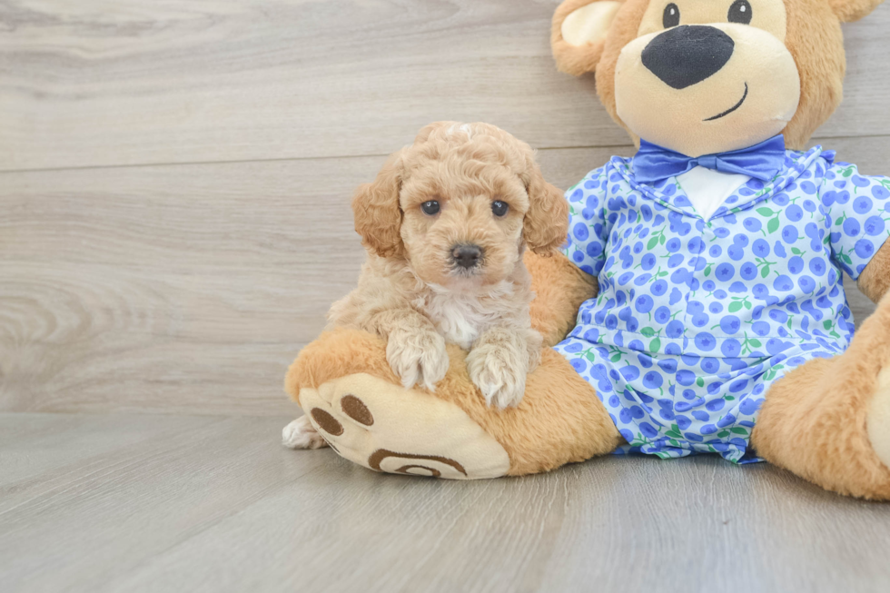 Mini Goldendoodle Puppy for Adoption