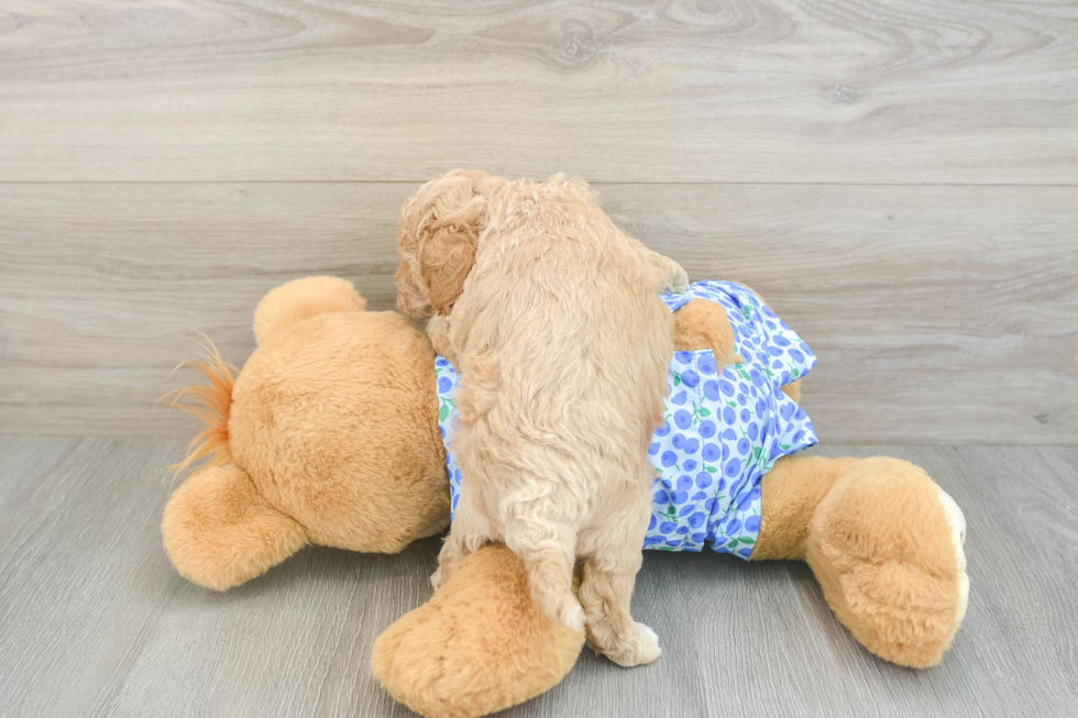Mini Goldendoodle Pup Being Cute