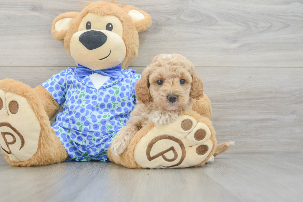 Little Mini Goldenpoo Poodle Mix Puppy