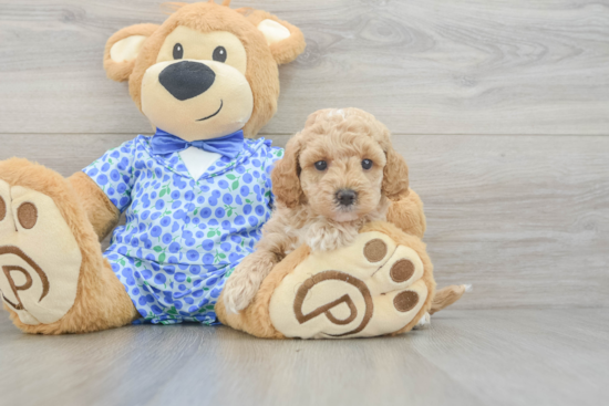 Little Mini Goldenpoo Poodle Mix Puppy