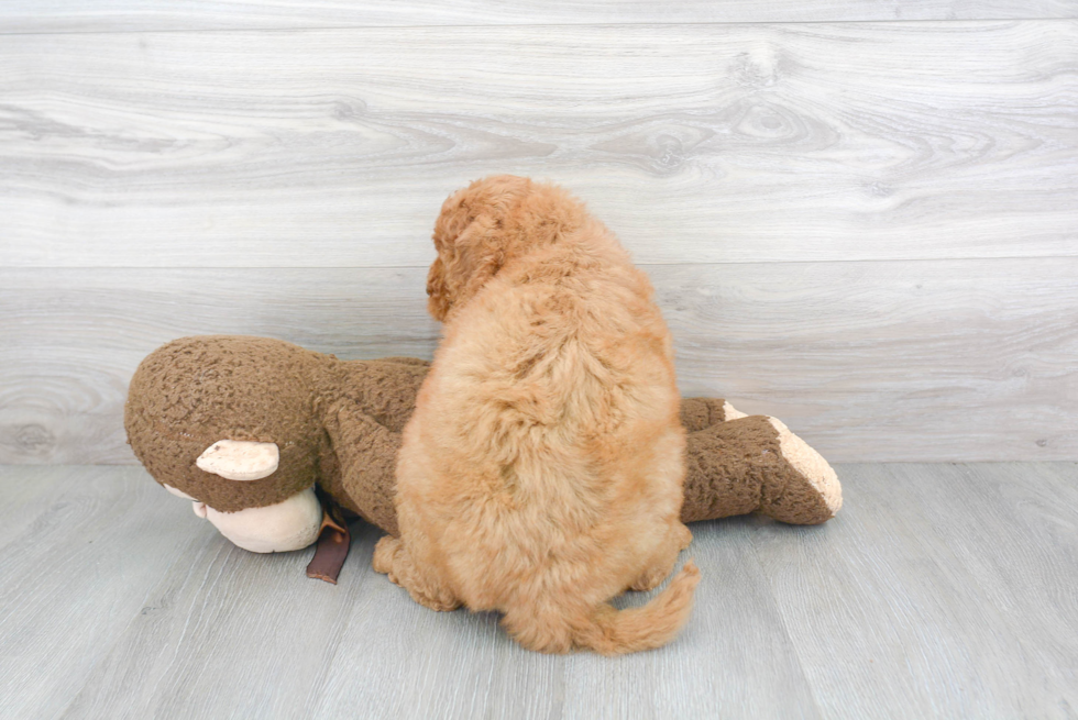 Playful Golden Retriever Poodle Mix Puppy