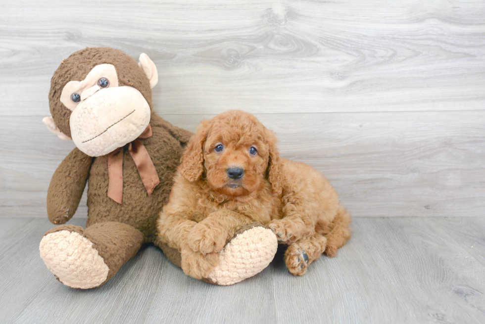 Fluffy Mini Goldendoodle Poodle Mix Pup