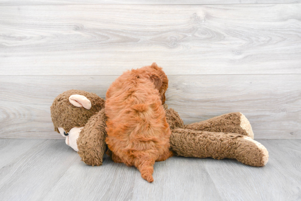 Mini Goldendoodle Puppy for Adoption