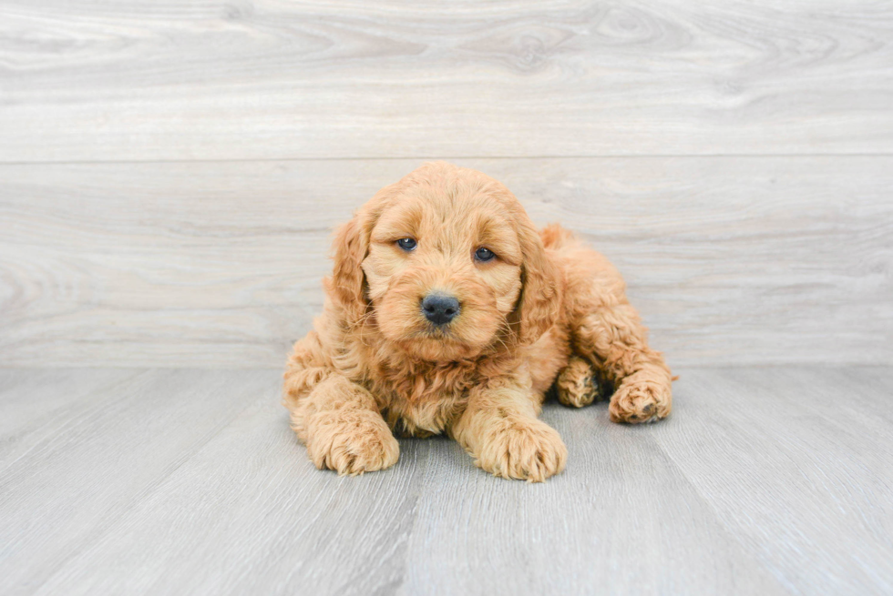 Mini Goldendoodle Puppy for Adoption