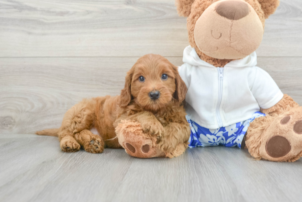 Smart Mini Goldendoodle Poodle Mix Pup