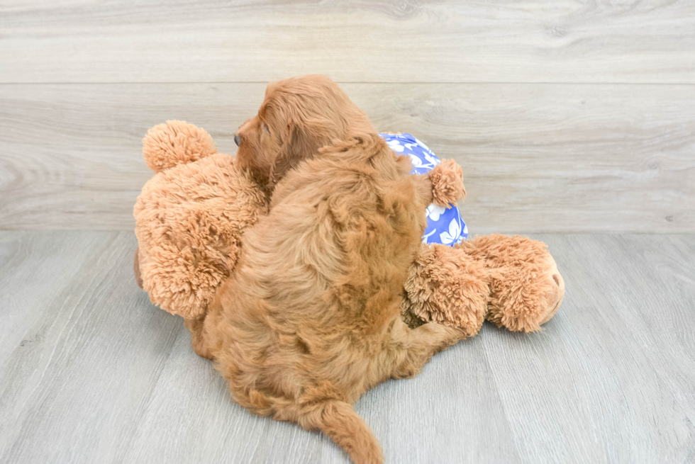 Petite Mini Goldendoodle Poodle Mix Pup