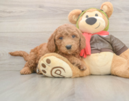 6 week old Mini Goldendoodle Puppy For Sale - Premier Pups
