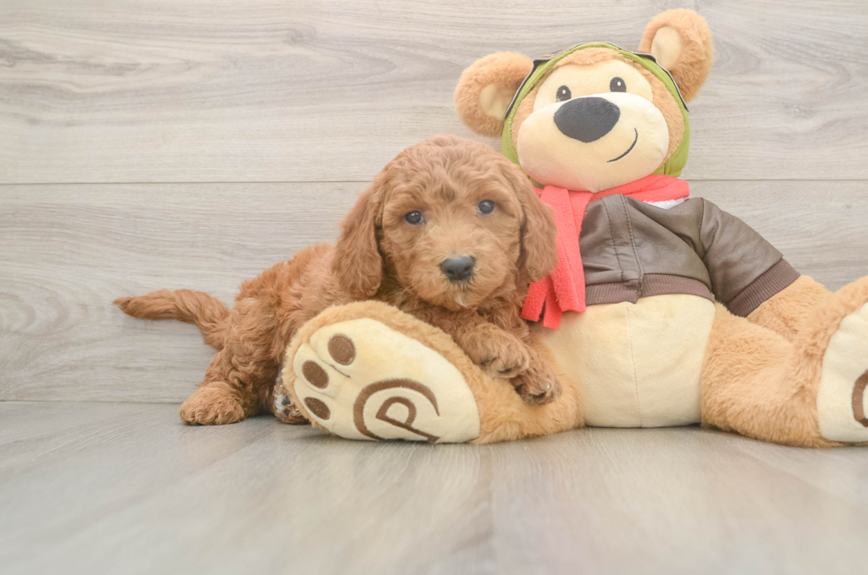 6 week old Mini Goldendoodle Puppy For Sale - Premier Pups