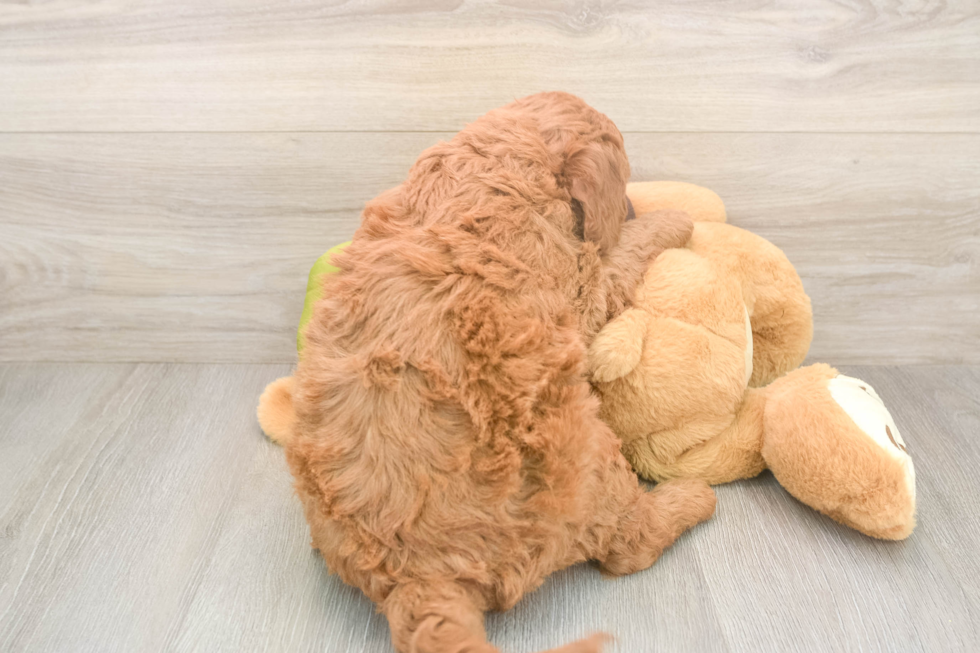 Energetic Golden Doodle Poodle Mix Puppy