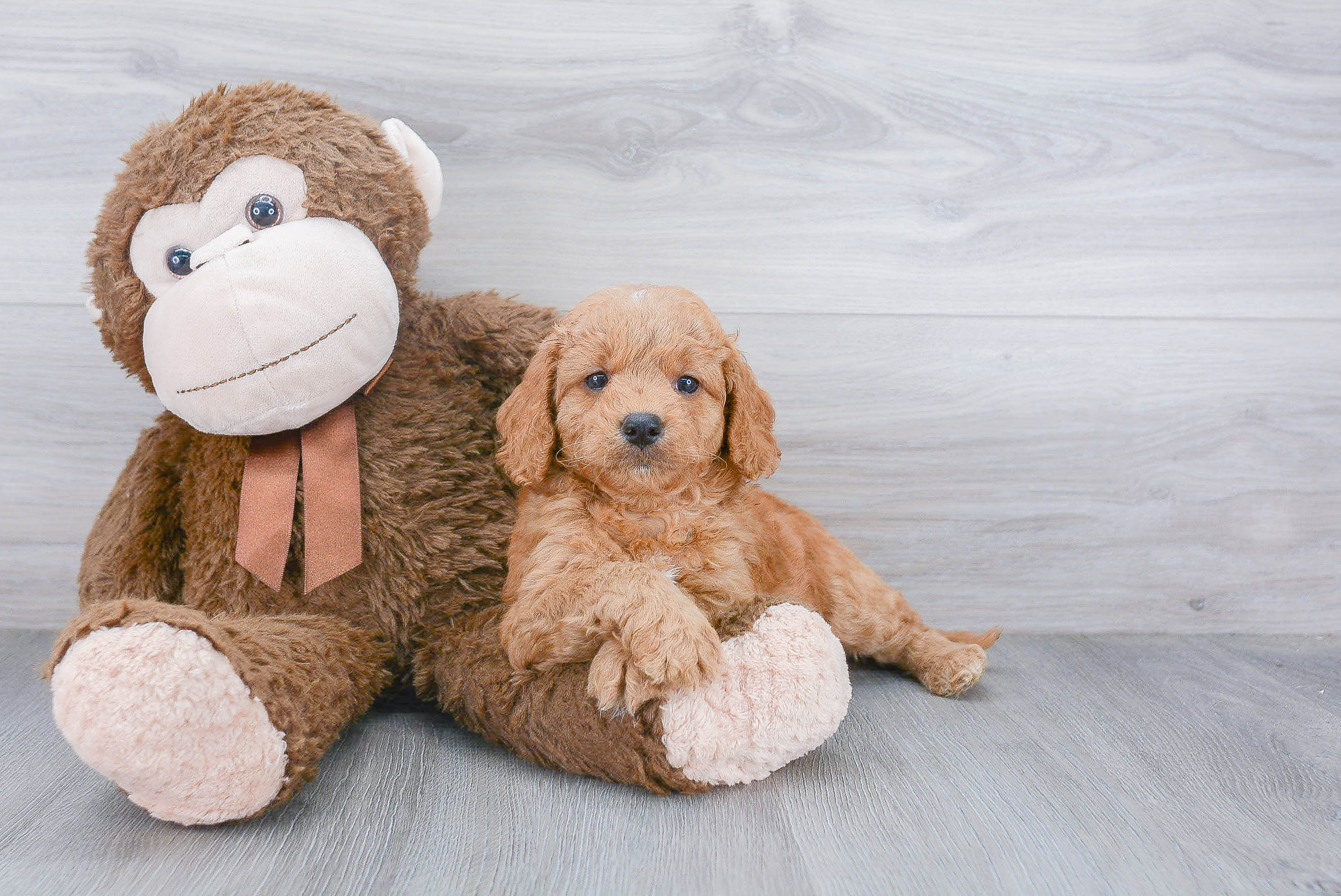 Cute Mini Goldendoodle Baby