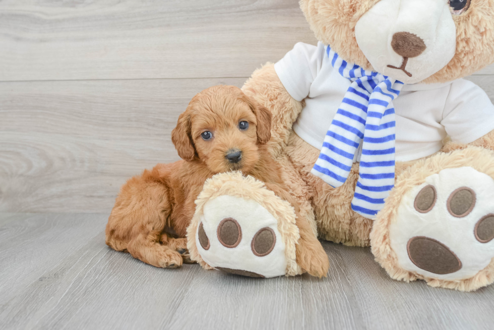 Smart Mini Goldendoodle Poodle Mix Pup