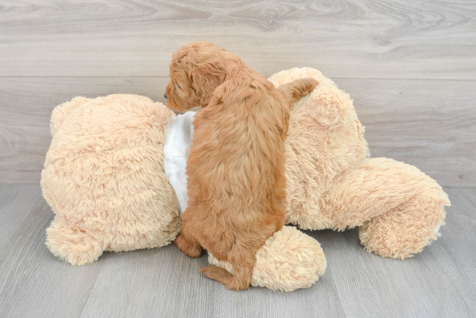 Small Mini Goldendoodle Baby