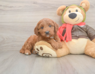 6 week old Mini Goldendoodle Puppy For Sale - Premier Pups
