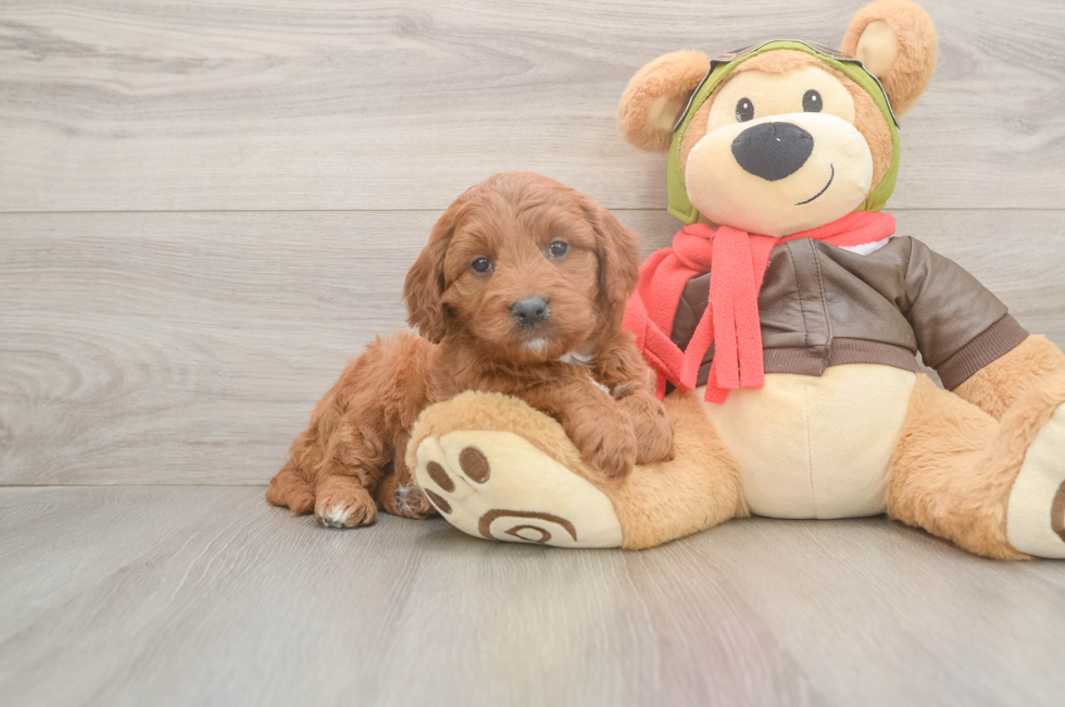 6 week old Mini Goldendoodle Puppy For Sale - Premier Pups