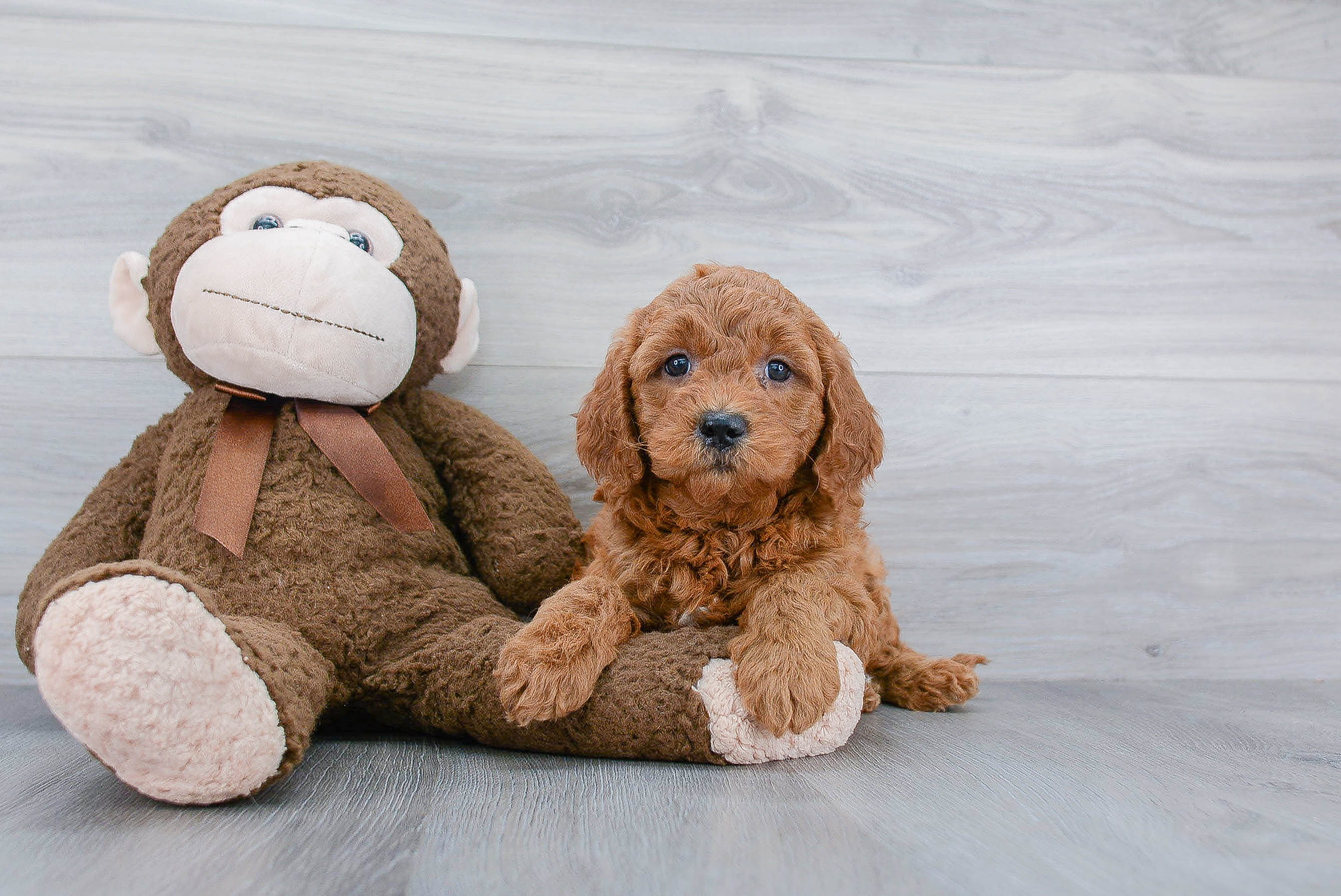 Best Mini Goldendoodle Baby