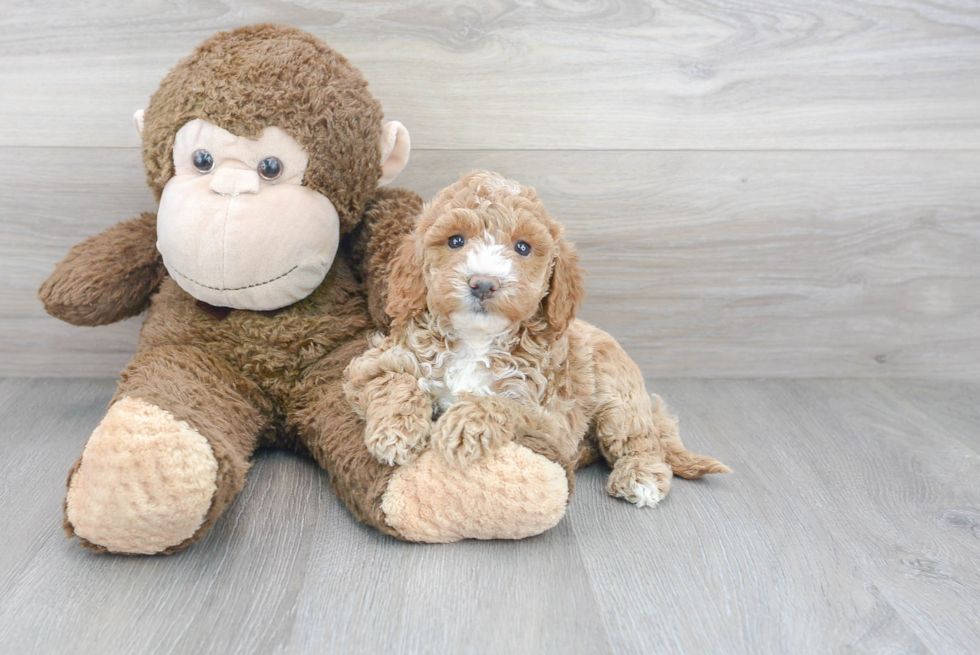 Best Mini Goldendoodle Baby