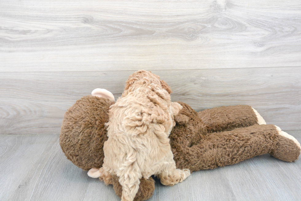 Best Mini Goldendoodle Baby