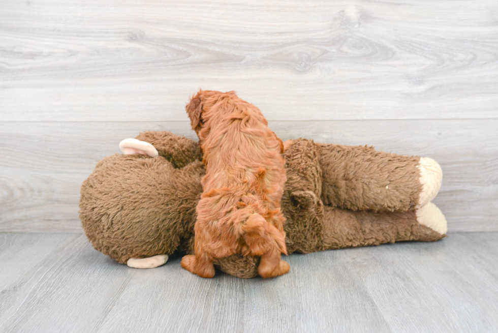 Best Mini Goldendoodle Baby