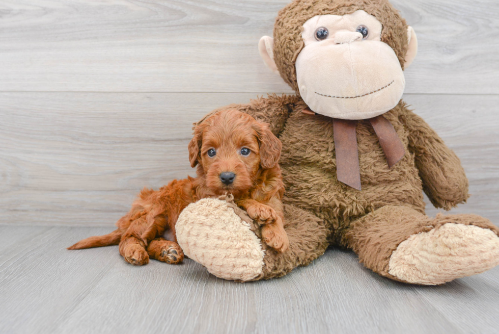 Small Mini Goldendoodle Baby