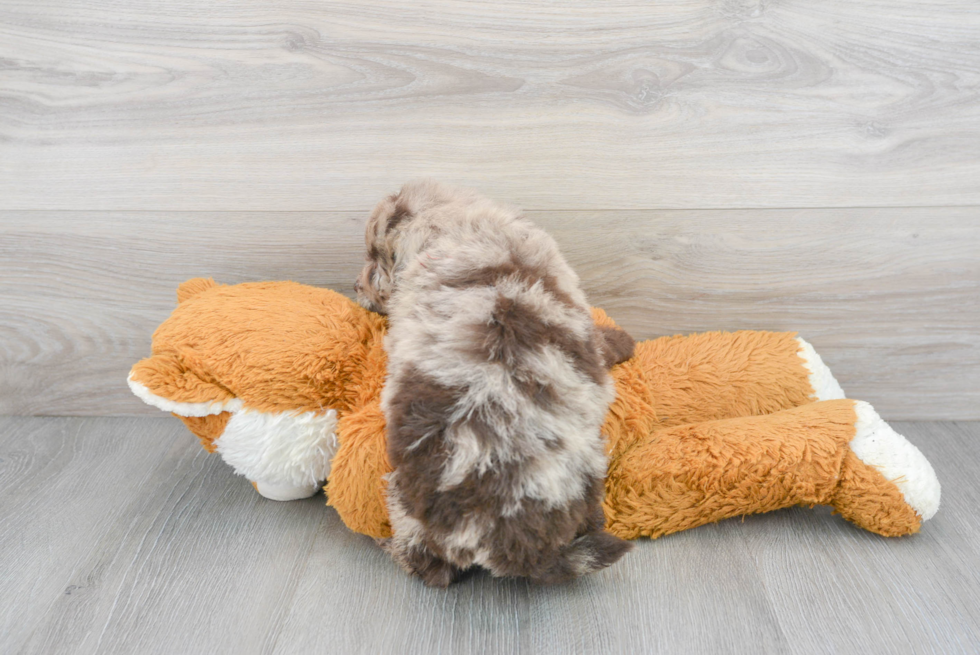 Energetic Golden Retriever Poodle Mix Puppy