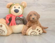 6 week old Mini Goldendoodle Puppy For Sale - Premier Pups