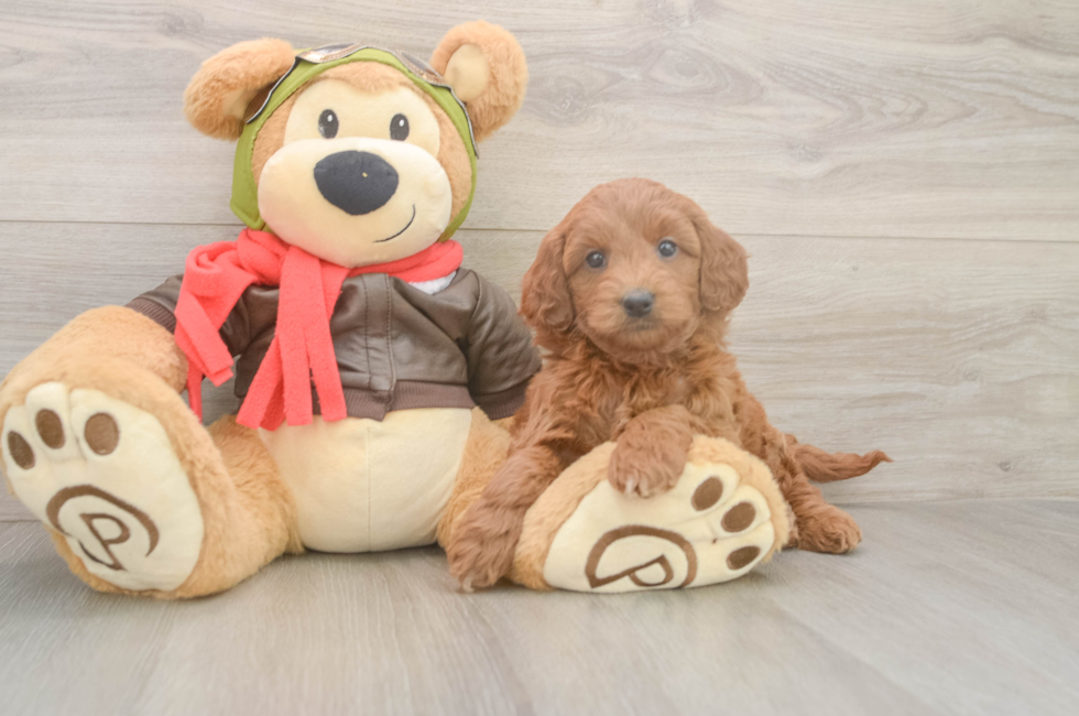 6 week old Mini Goldendoodle Puppy For Sale - Premier Pups