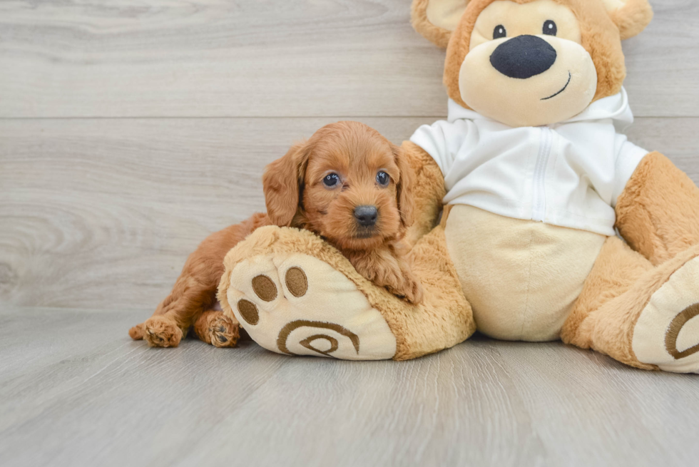 Mini Goldendoodle Puppy for Adoption